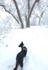A black and white border collie standing on a snowy path surrounded by trees heavily covered in snow